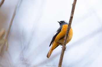 Daurian Redstart Machida Yakushiike Park Sun, 3/13/2022