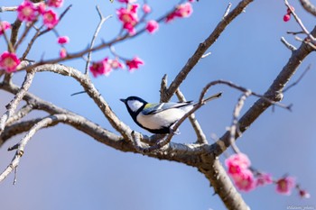 シジュウカラ 薬師池公園 2022年3月12日(土)