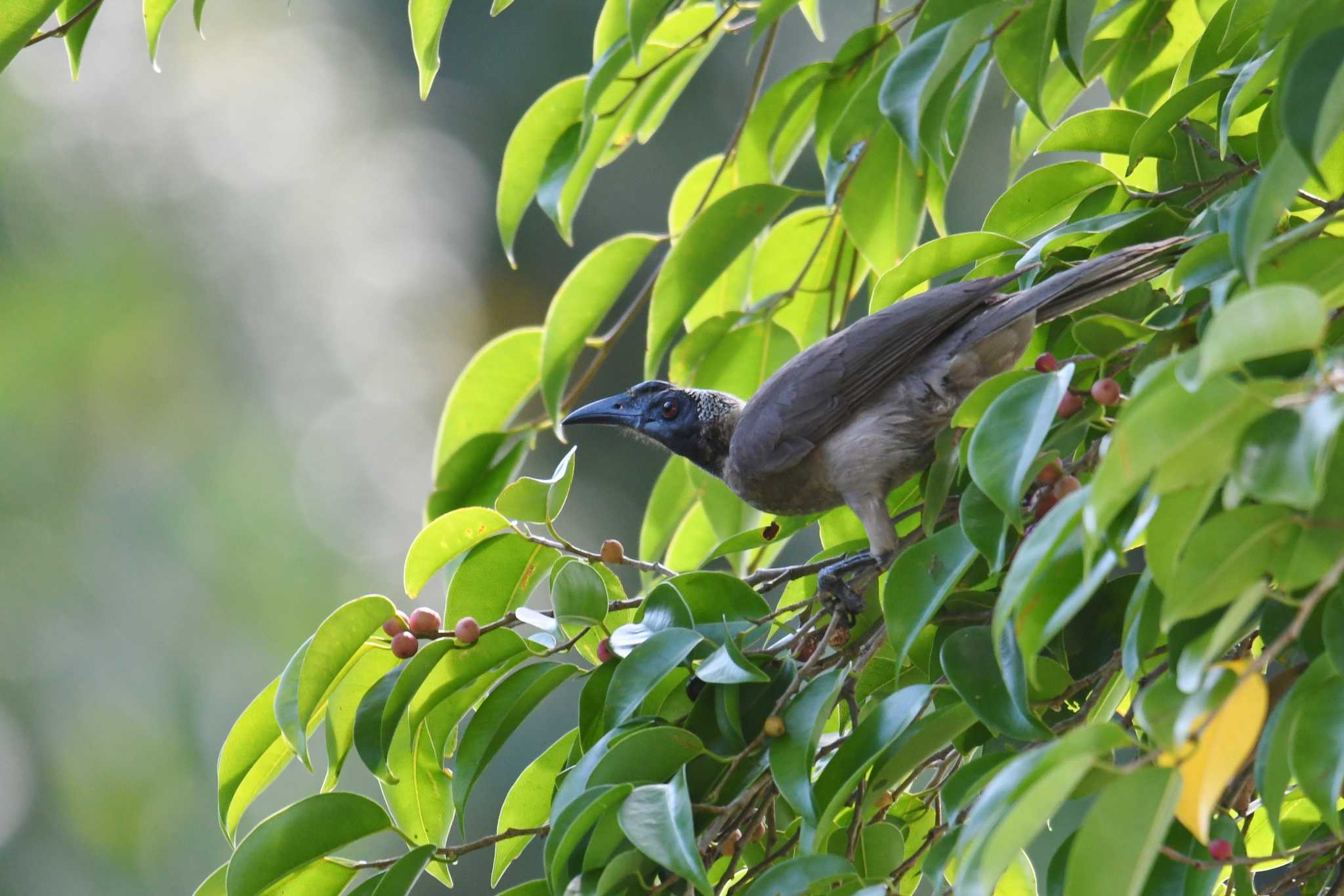 Hornbill Friarbird