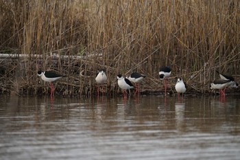 Black-winged Stilt 斐伊川河口 Mon, 3/28/2022