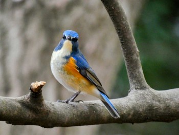 Red-flanked Bluetail Mine Park Mon, 3/28/2022