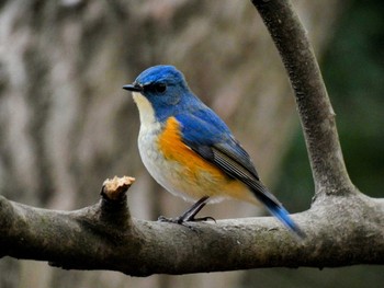 Red-flanked Bluetail Mine Park Mon, 3/28/2022