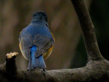 Red-flanked Bluetail Mine Park Mon, 3/28/2022