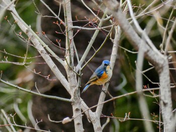 Red-flanked Bluetail Mine Park Mon, 3/28/2022