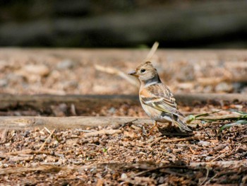 Brambling Mine Park Mon, 3/28/2022