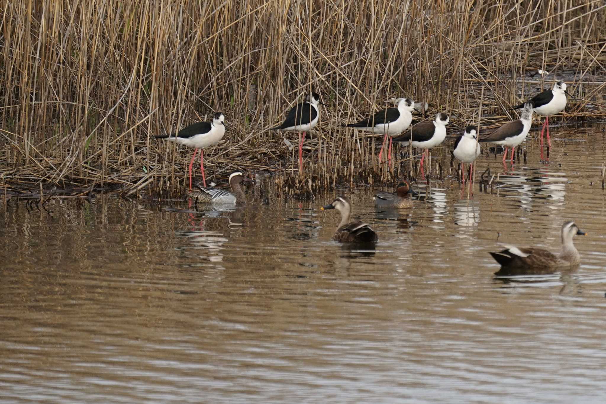 Garganey