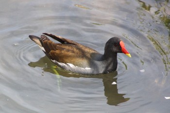 2022年3月28日(月) 山梨県甲斐市の野鳥観察記録