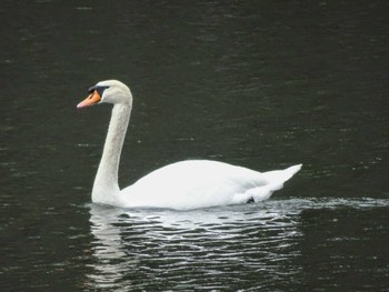 Mon, 3/28/2022 Birding report at Imperial Palace