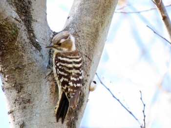 Japanese Pygmy Woodpecker 河川環境楽園 Sun, 3/27/2022