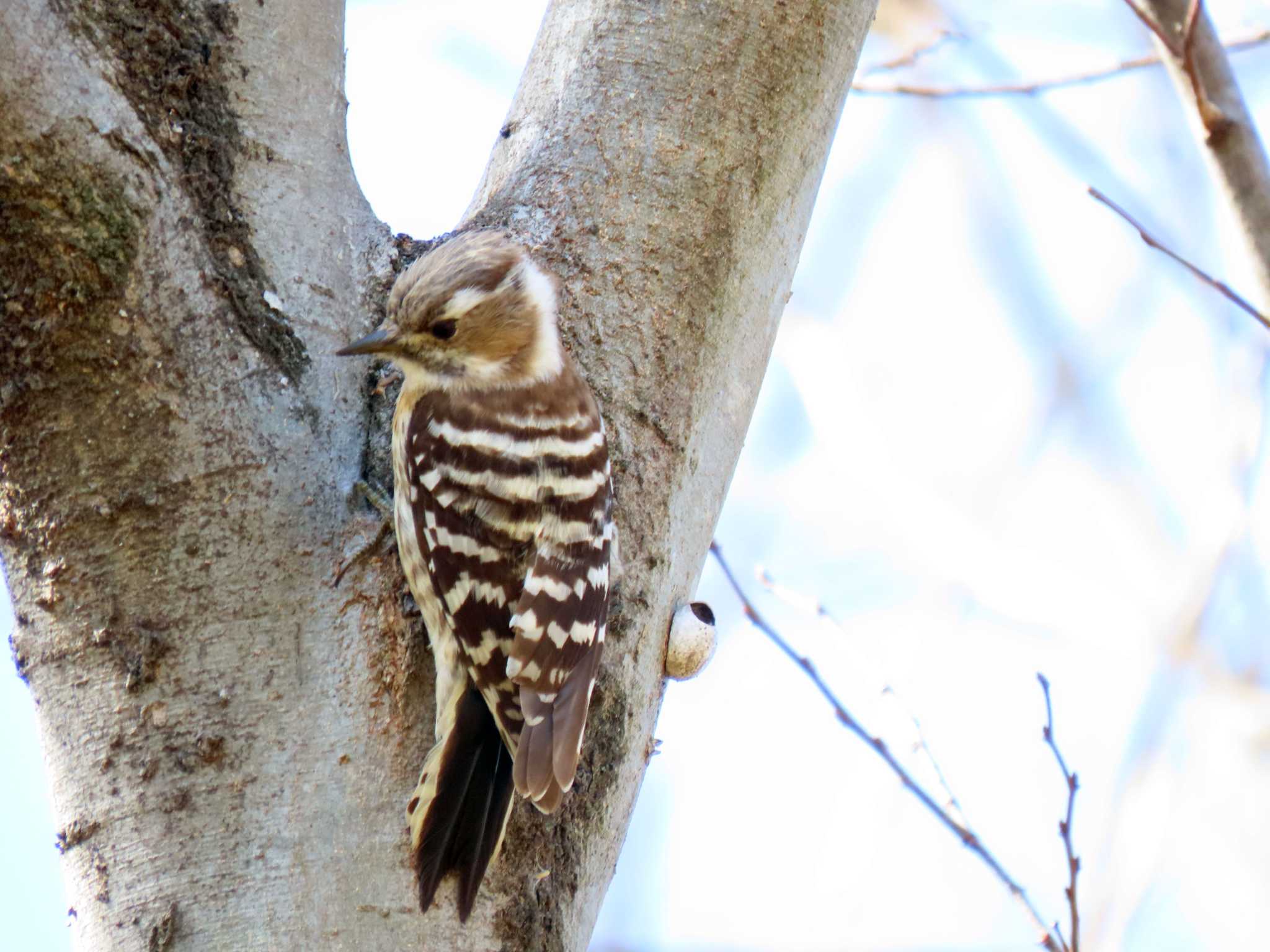 Japanese Pygmy Woodpecker