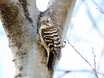 Japanese Pygmy Woodpecker 河川環境楽園 Sun, 3/27/2022