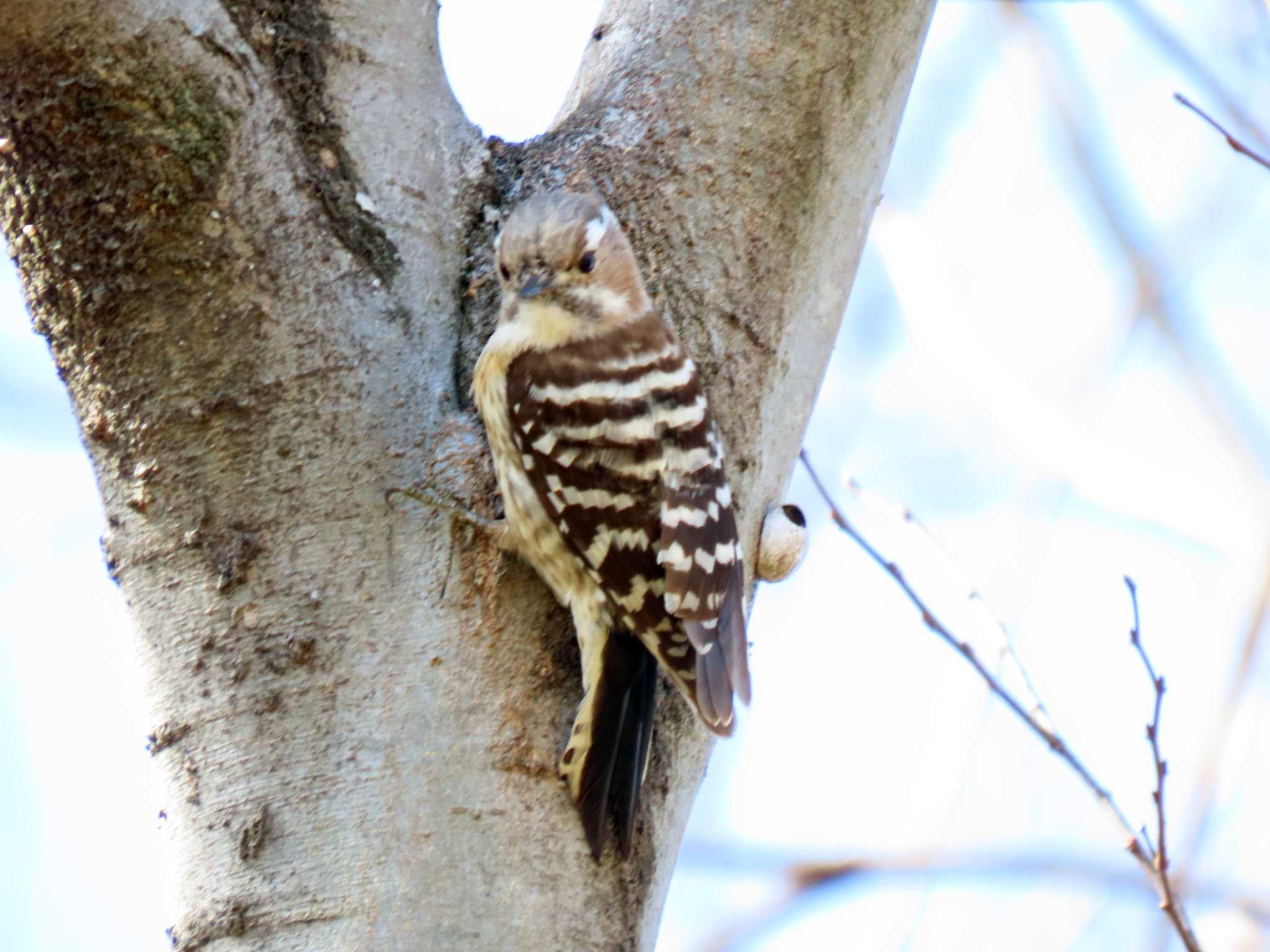 Japanese Pygmy Woodpecker