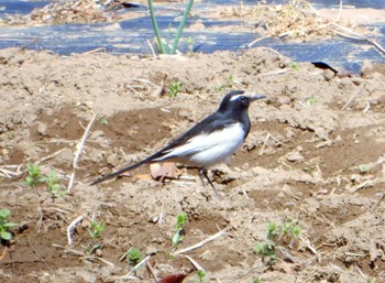 2022年3月28日(月) 北本自然観察公園の野鳥観察記録