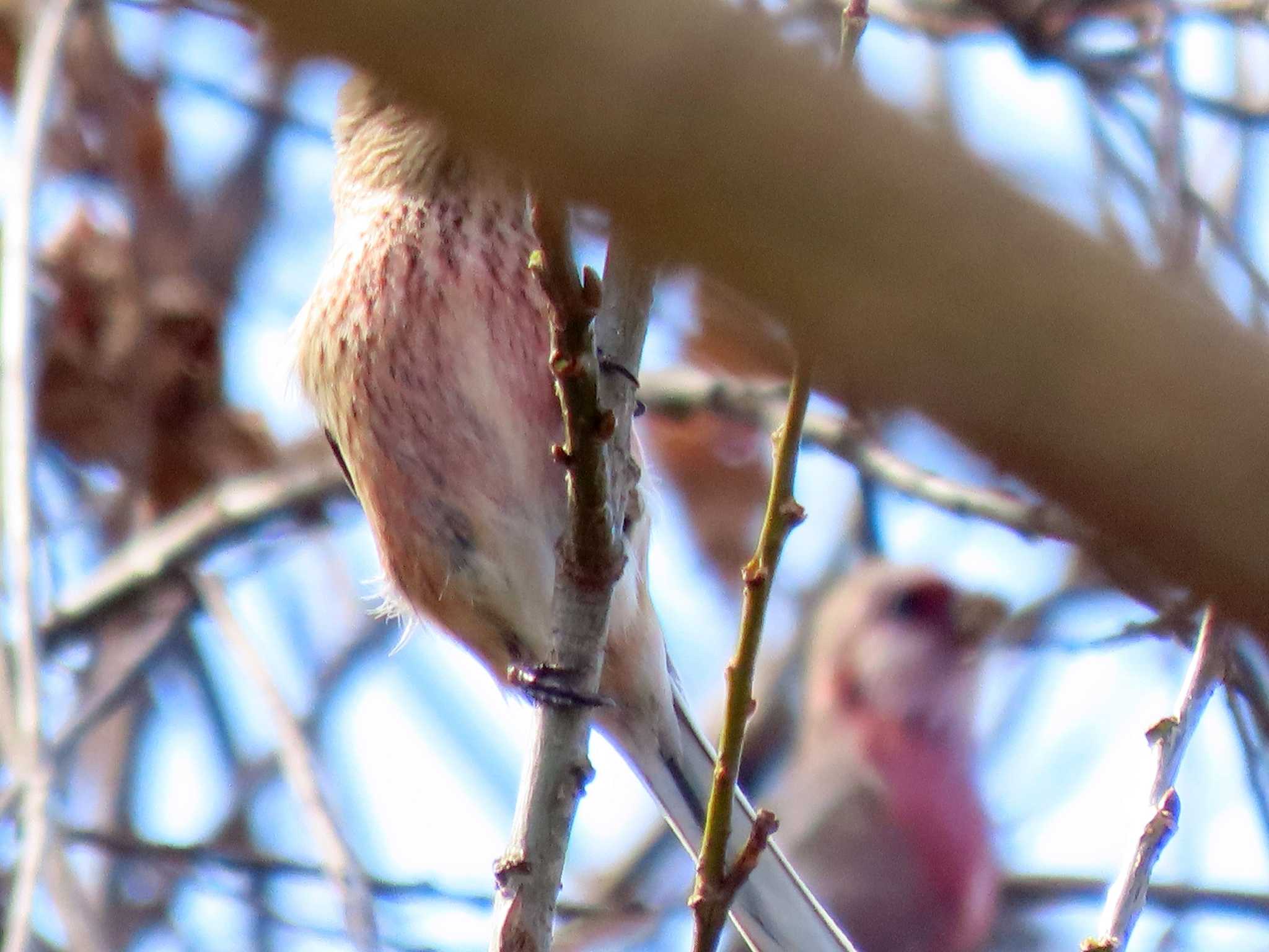 Siberian Long-tailed Rosefinch