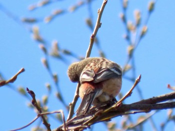 Siberian Long-tailed Rosefinch 河川環境楽園 Sun, 3/27/2022