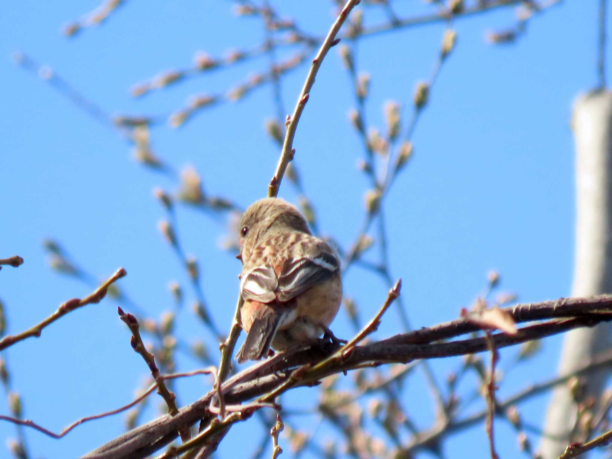 Siberian Long-tailed Rosefinch