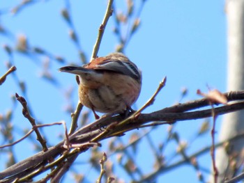 Sun, 3/27/2022 Birding report at 河川環境楽園