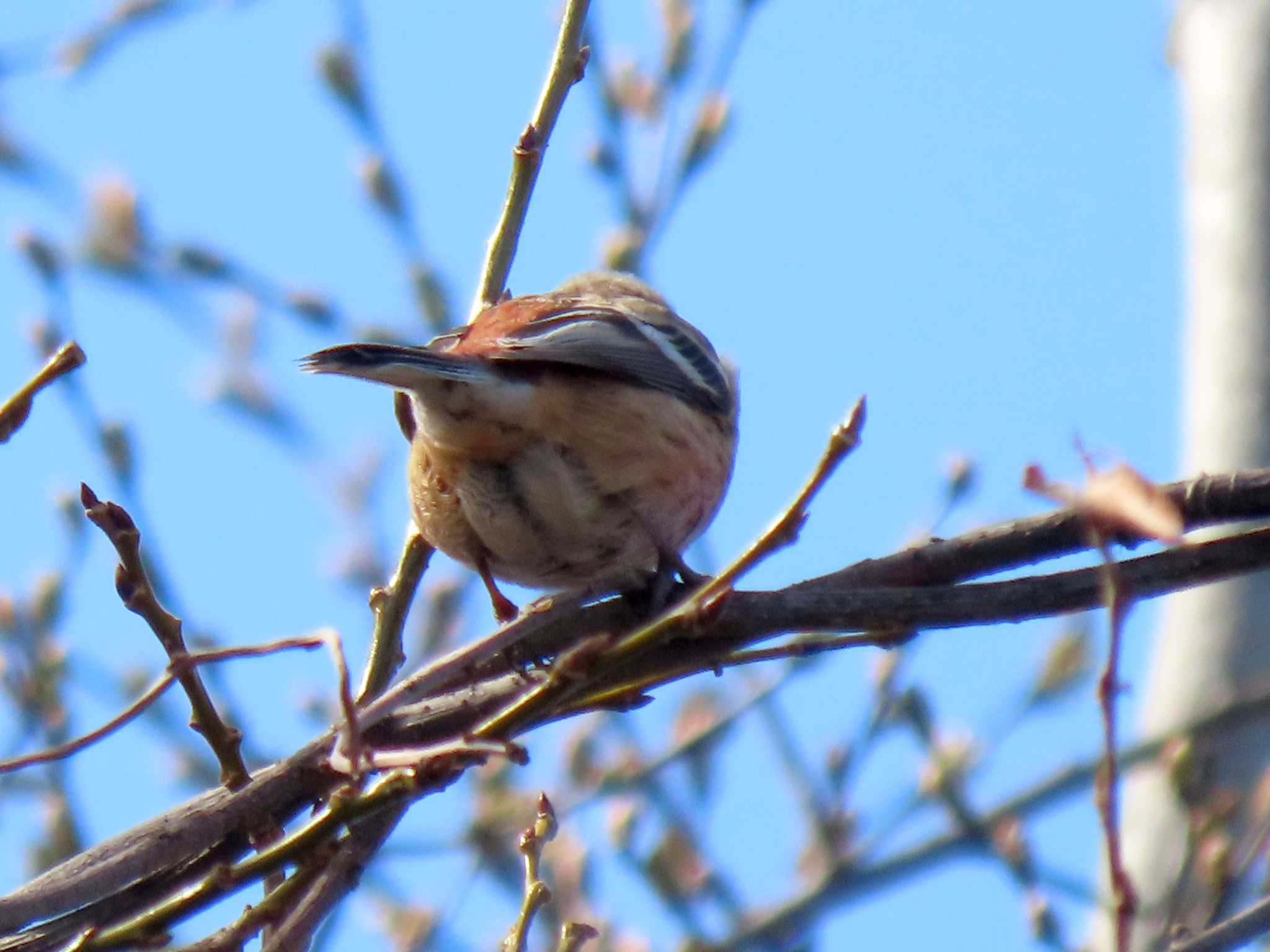 Siberian Long-tailed Rosefinch