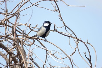 Japanese Tit 今津干潟 Sun, 3/27/2022