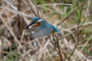 Common Kingfisher 京都市 Tue, 3/29/2022