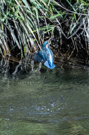 Common Kingfisher 京都市 Tue, 3/29/2022