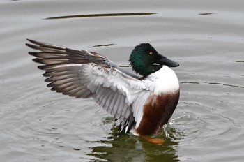 Northern Shoveler 静岡県 小笠山総合運動公園(袋井市) Sun, 1/30/2022