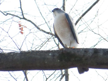 2022年3月28日(月) 富士森公園(八王子市)の野鳥観察記録