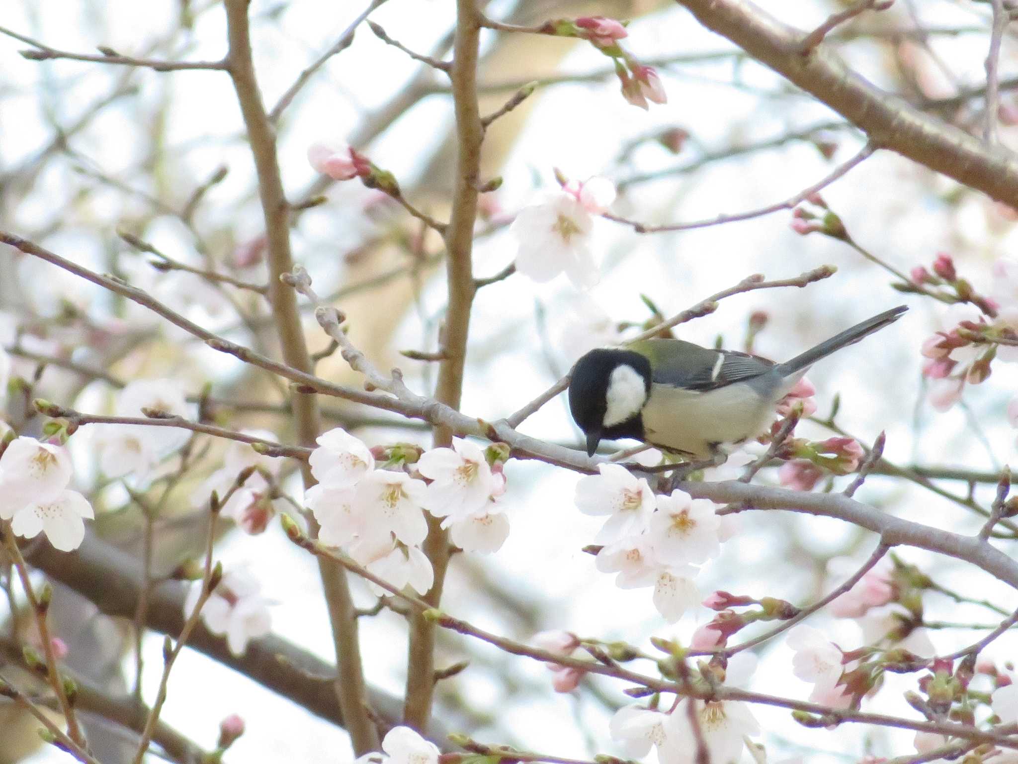 シジュウカラ