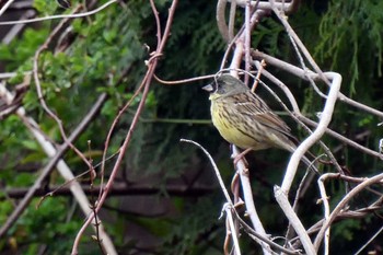 Masked Bunting 雪入ふれあいの里公園 Sat, 3/26/2022