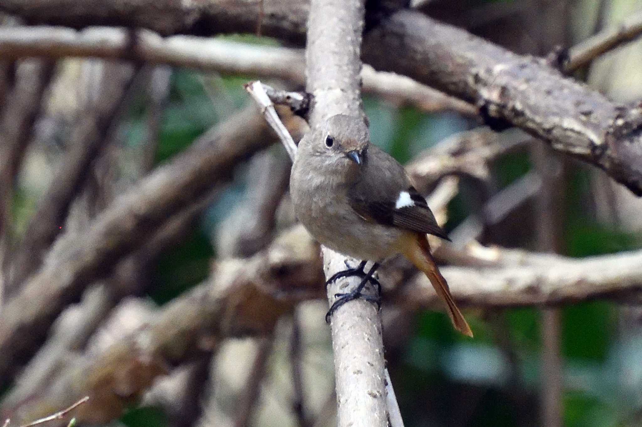 まだいました by FalconWatcher