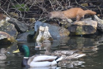 マガモ 雪入ふれあいの里公園 2022年3月26日(土)