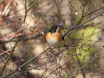 2022年3月27日(日) 都市緑化植物園(大阪府豊中市寺内)の野鳥観察記録