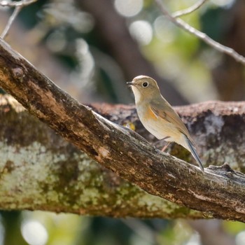 Red-flanked Bluetail 愛知県尾張旭市 Sun, 3/27/2022