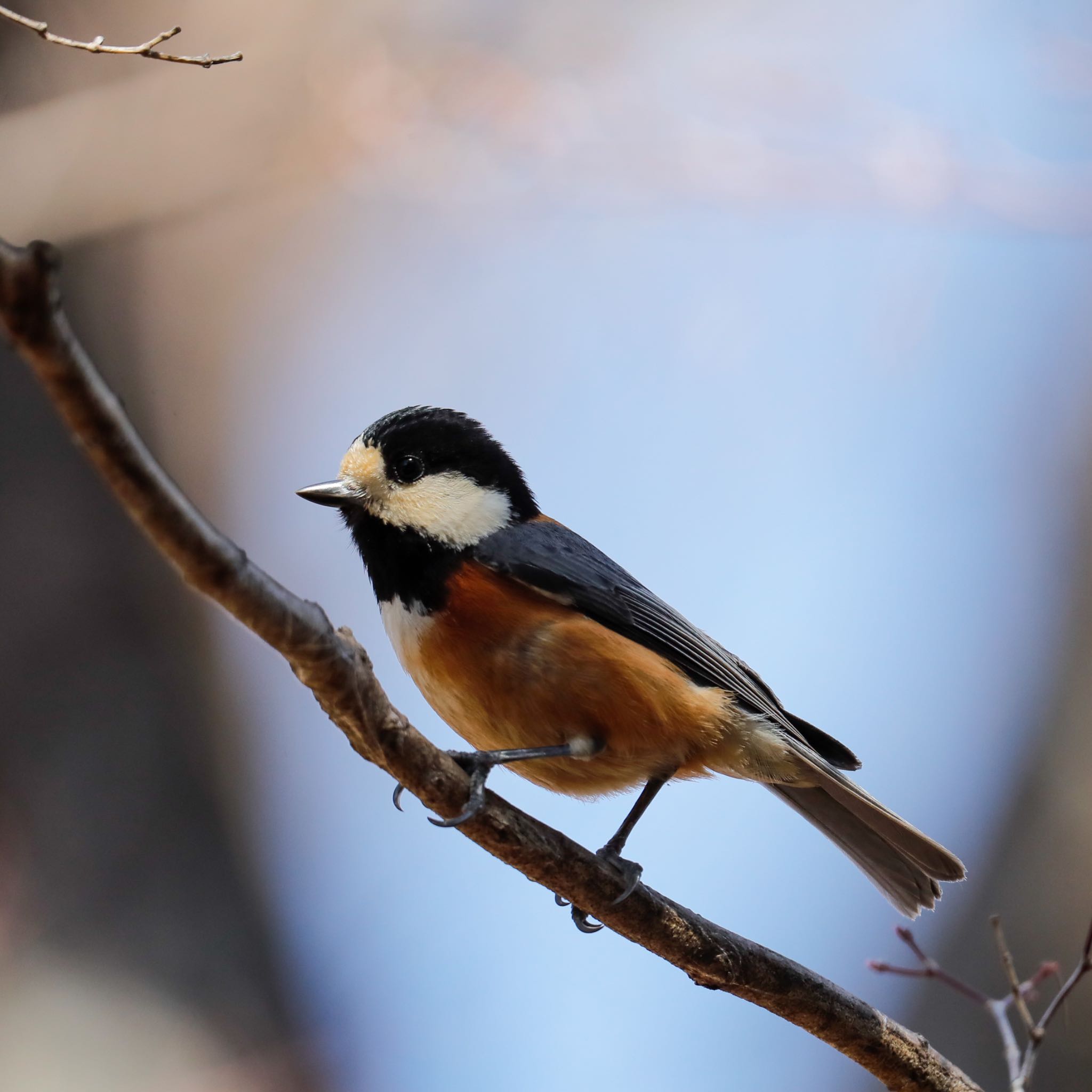 Photo of Varied Tit at 愛知県尾張旭市 by Sakamoto