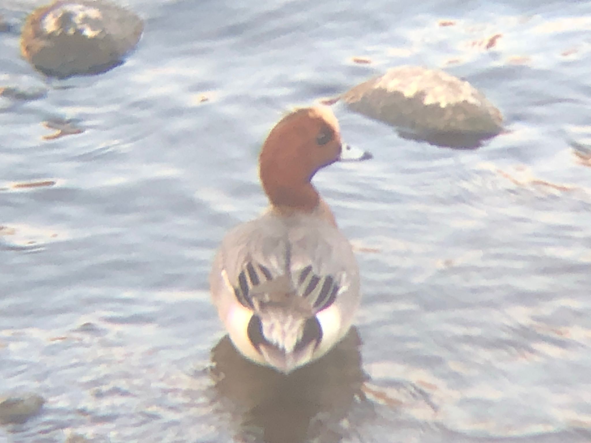 Eurasian Wigeon