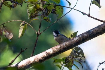 Coal Tit Hayatogawa Forest Road Fri, 11/3/2017