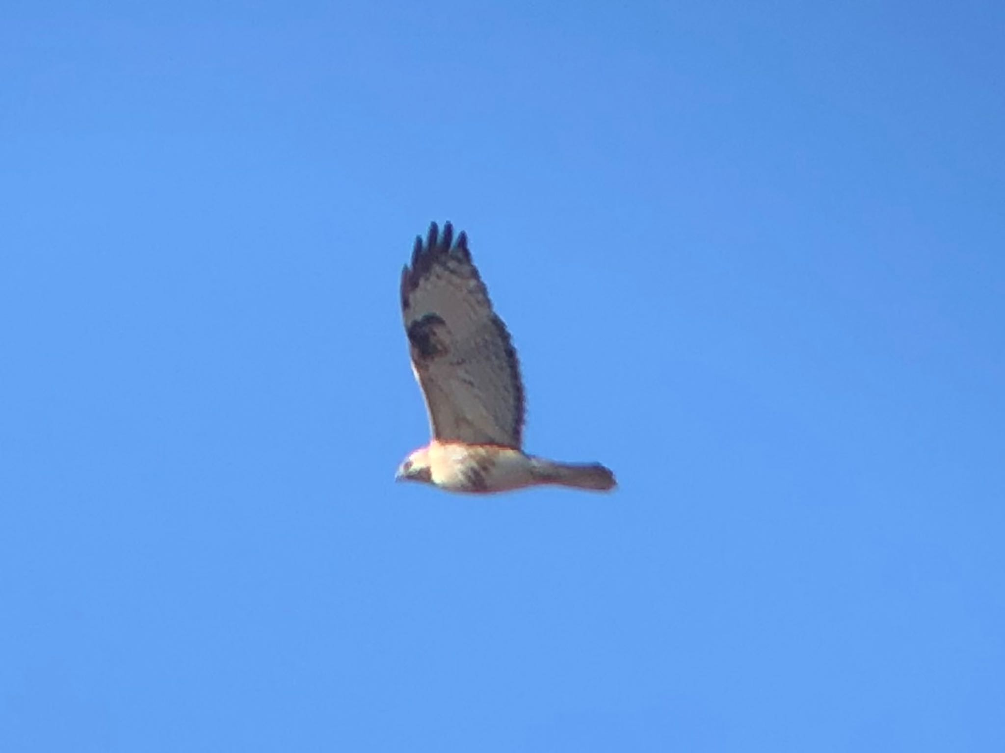 Photo of Eastern Buzzard at 佐野橋(群馬県高崎市) by Kamoshirenai