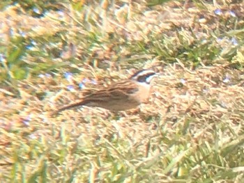 Meadow Bunting 多々良沼 Wed, 3/2/2022