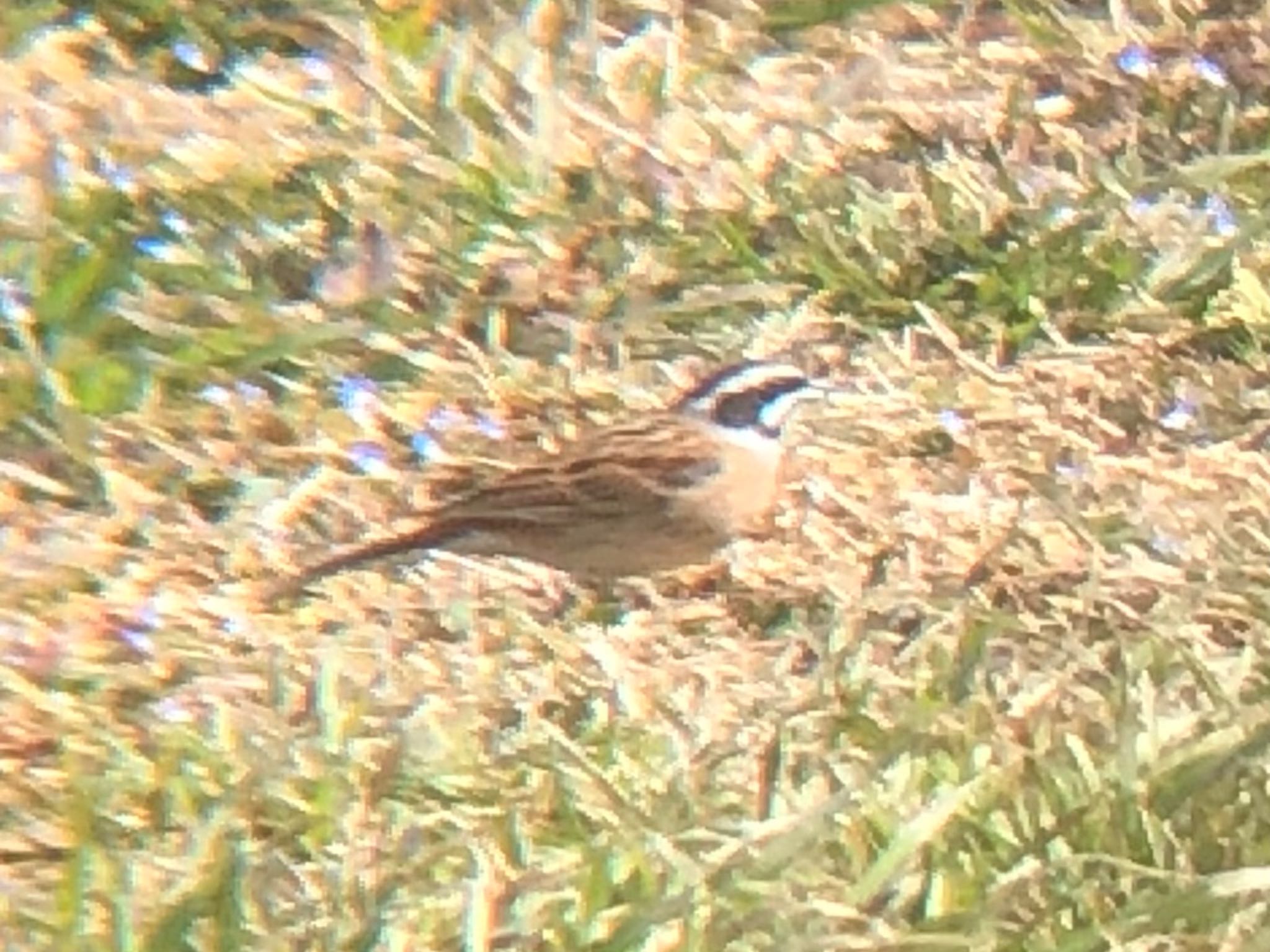 Photo of Meadow Bunting at 多々良沼 by Kamoshirenai