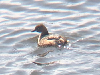 Little Grebe 多々良沼 Wed, 3/2/2022