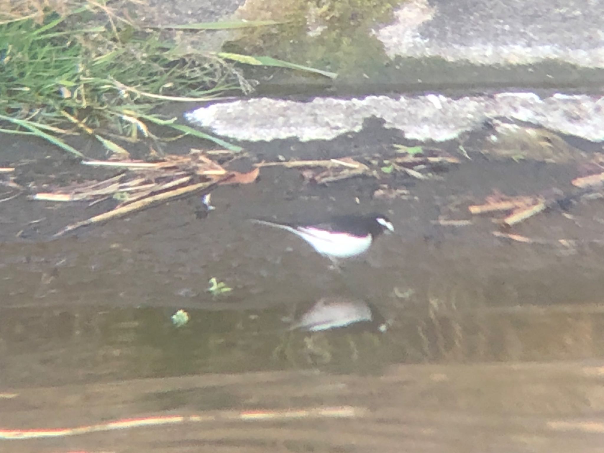 Japanese Wagtail