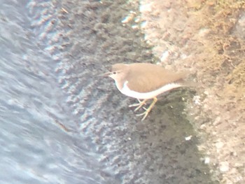 Common Sandpiper 井野川 Thu, 3/10/2022