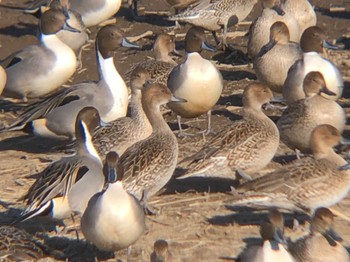 Northern Pintail 多々良沼 Mon, 1/3/2022