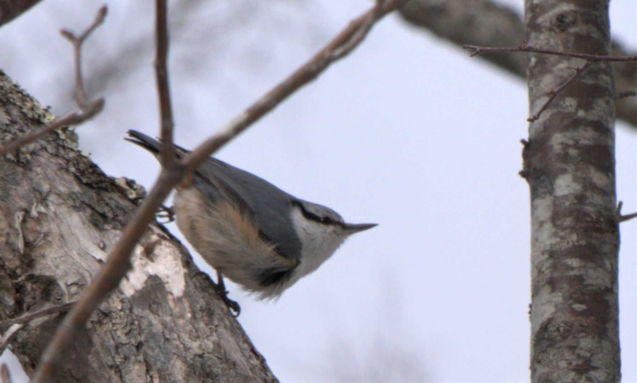 Photo of Eurasian Nuthatch at Senjogahara Marshland by イエティ