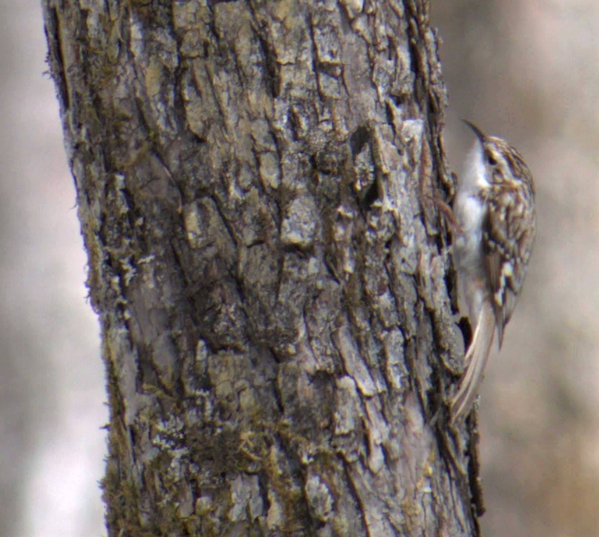 Photo of Eurasian Treecreeper at Senjogahara Marshland by イエティ