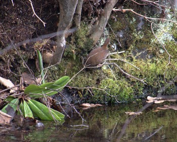 2022年3月28日(月) 中禅寺湖の野鳥観察記録