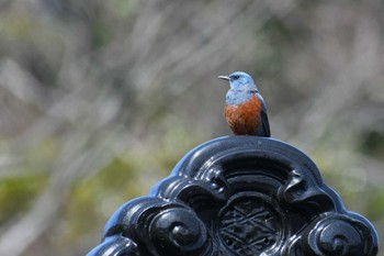 Blue Rock Thrush 禄剛崎 Sun, 3/27/2022