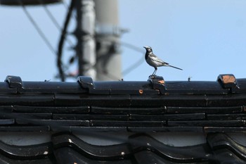 White Wagtail 禄剛崎 Sun, 3/27/2022