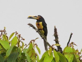 Pale-mandibled Aracari エクアドル Sat, 7/16/2011