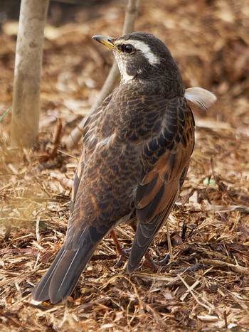 Dusky Thrush 多摩川 Mon, 3/21/2022